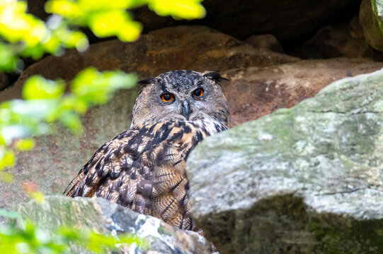 The Eurasian eagle-owl (Bubo bubo) Bavarian Forest Šumava National Park, Czech Republic, Germany