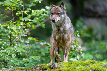 Naklejka na ściany i meble Gray wolf (Canis lupus) National Park Bavarian Forest Šumava, Czech Republic, Germany
