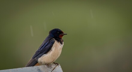 Obraz premium Isolated close up of a beautiful mature single barn swallow bird sitting in the rain- Armenia
