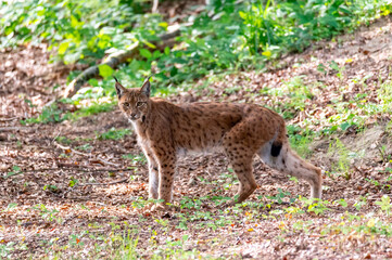 very rare feline lynx (Lynx lynx) in the National Park Bavarian Forest Šumava, Czech Republic, Germany
