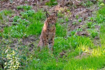 Naklejka na ściany i meble very rare feline lynx (Lynx lynx) in the National Park Bavarian Forest Šumava, Czech Republic, Germany 