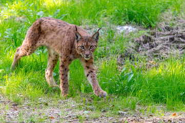 Obraz premium very rare feline lynx (Lynx lynx) in the National Park Bavarian Forest Šumava, Czech Republic, Germany 