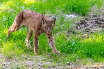 Gordijnen very rare feline lynx (Lynx lynx) in the National Park Bavarian Forest Šumava, Czech Republic, Germany  © Jan