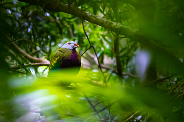 Beautiful, colorful unique wompoo fruit dove close-up spotted in D'Aguilar National Park, Brisbane, Queensland, Australia	
