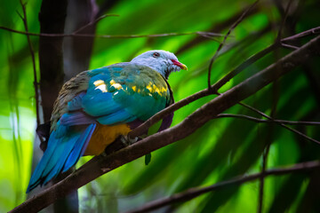 Beautiful, colorful unique wompoo fruit dove close-up spotted in D'Aguilar National Park, Brisbane, Queensland, Australia	