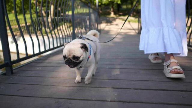 Woman walking with her cute pug on bridge in park, closeup. Camera moving backwards, slow motion effect