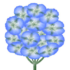 Fototapeta premium hydrangea