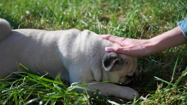Woman with her cute pug in park on sunny morning, closeup