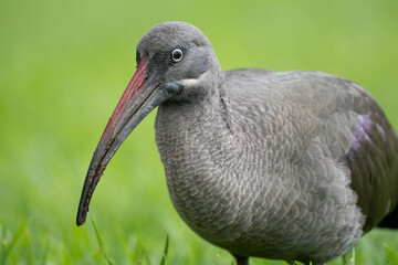 pelican in the grass