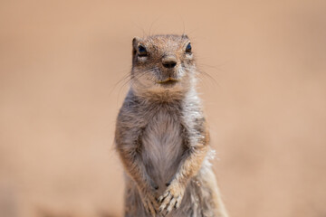 meerkat on a rock