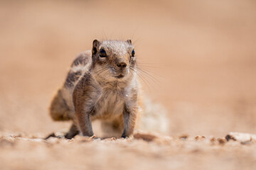Fototapeta premium meerkat on the ground