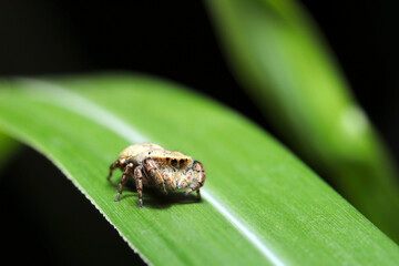Japanese jumping spider (Karasuhaetorigumo, Rhene atrata)(Sunny outdoor side view, closeup macro photography)