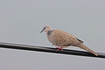 Spotted dove (Spilopelia chinensis), long-tailed pigeon birds