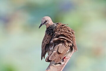 Spotted dove (Spilopelia chinensis), long-tailed pigeon birds