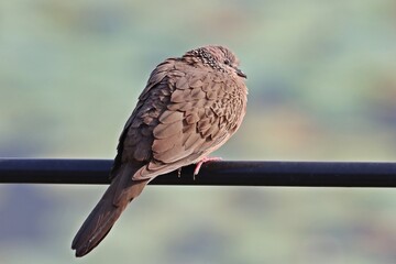 Spotted dove (Spilopelia chinensis), long-tailed pigeon birds