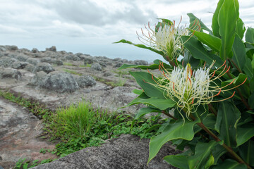 Blooming Hedychium ellipticum Hamm ex Sm. (Zingiberaceae) or Ginger Lily flowers in tropical forest.