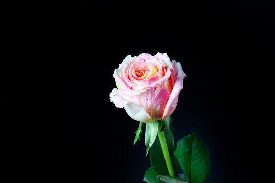 Fiesta rose. Marble rose. rose on black background.
