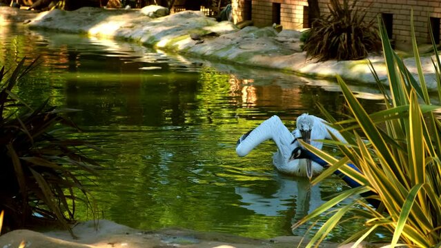 Poultry house, aviary with swimming in pond white great pelican and walking near blue peacock in summer day. Ornithology, bird watching, keep birds in captivity in natural park zoo. Nature landscape.