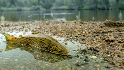 Colorful brook trout on stones in a mountain river.