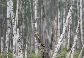 gray crane in a birch forest on a lake in search of food on a summer day