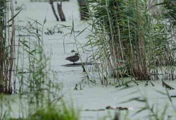 unusual duck on the lake among the grass on a summer day