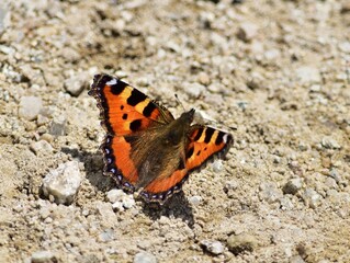 Fototapeta na wymiar Kleiner Fuchs (Aglais urticae) Schmetterling