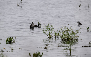 unusual duck on the lake among the grass on a summer day
