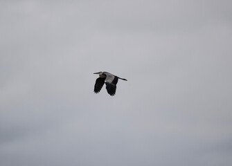 gray heron flies over the lake in search of fish on a cloudy summer day