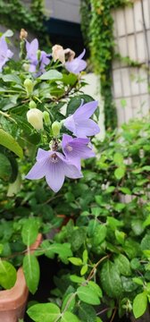 purple fiower