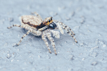 Close up a colorful jumping spider on cement floor, Selective focus, macro shot, Thailand