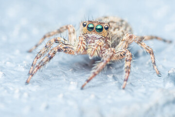 Close up a colorful jumping spider on cement floor, Selective focus, macro shot, Thailand