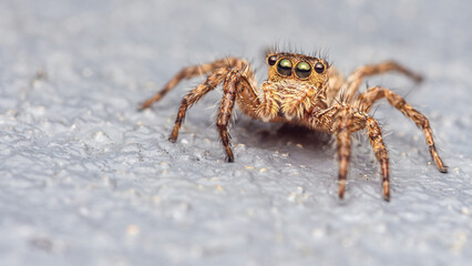 Close up a colorful jumping spider on cement floor, Selective focus, macro shot, Thailand