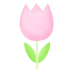 a pink tulip on a transparent background