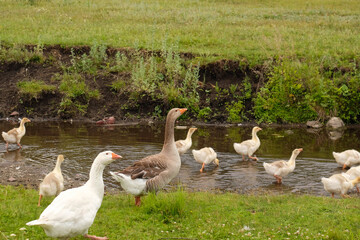 A family of geese walks near the river