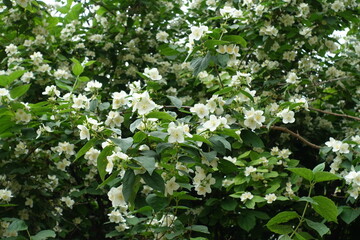Numerous white flowers of mock orange in mid June