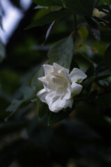 white flower