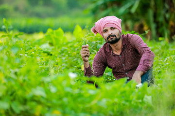 Indian Cwopea farming. farmer holding Cwopea in hands , happy farmer