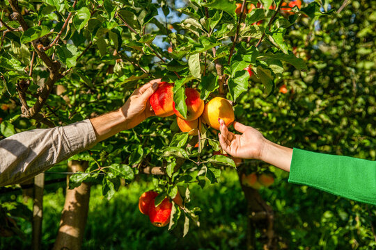 Handmade collecting fruits. Farmers hand freshly harvested apples. Apple orchard, harvest time. Man and woman hand pick ripe apple. Man giving girl apples from hands to hands in garden closeup