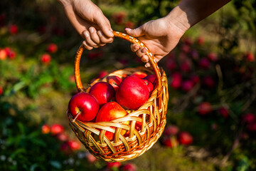 Hands holding fruits. Apple basket. Gardening. Woman and man harvesting apples. Hands, apple in basket. Woman and a man hold a basket apples in hand. Gardeners holds a basket of ripe apples