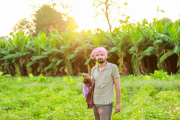 Indian Cwopea farming. farmer holding Cwopea in hands , happy farmer