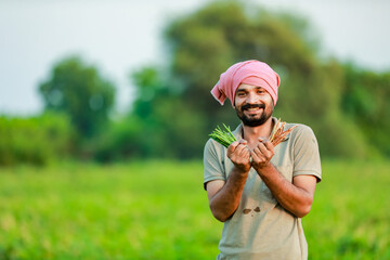 Indian Cwopea farming. farmer holding Cwopea in hands , happy farmer