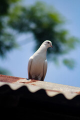 Pigeon on Roof