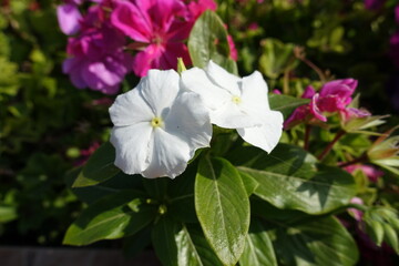 2 pure white flowers of Catharanthus roseus in September