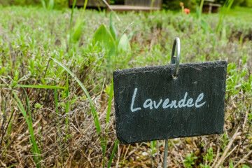 sign lavender on a green meadow in the spring detail