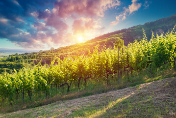 Fototapeta premium Barrel Wineglasses Cheese And Bottle In Vineyard At Sunset . High quality photo
