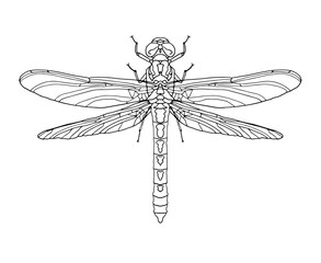 Dragonfly isolated on white background with open wings top view. Contour detailed drawing with black line. Large flying realistic insect. Vector illustration drawn by hand.
