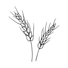 Ear of wheat in hand drawn style for autumn decoration. - obrazy, fototapety, plakaty
