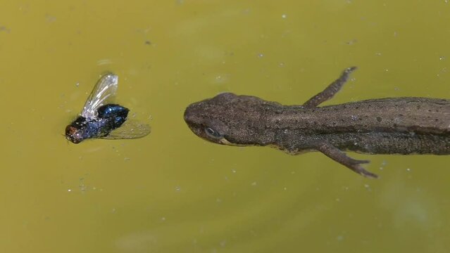 Female Smooth Newt (Lissotriton vulgaris) toying with a dead fly on the surface of a pond. Kent, UK. [Half speed]
