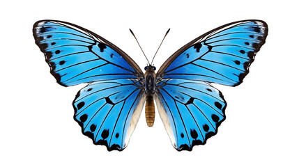 Polyommatus Icarus Butterfly on Transparent Background