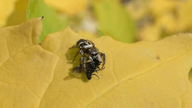 Zebra Spider (Salticus scenicus) eating a fly almost as large as itself. June, Kent, UK. [Slow motion x5]